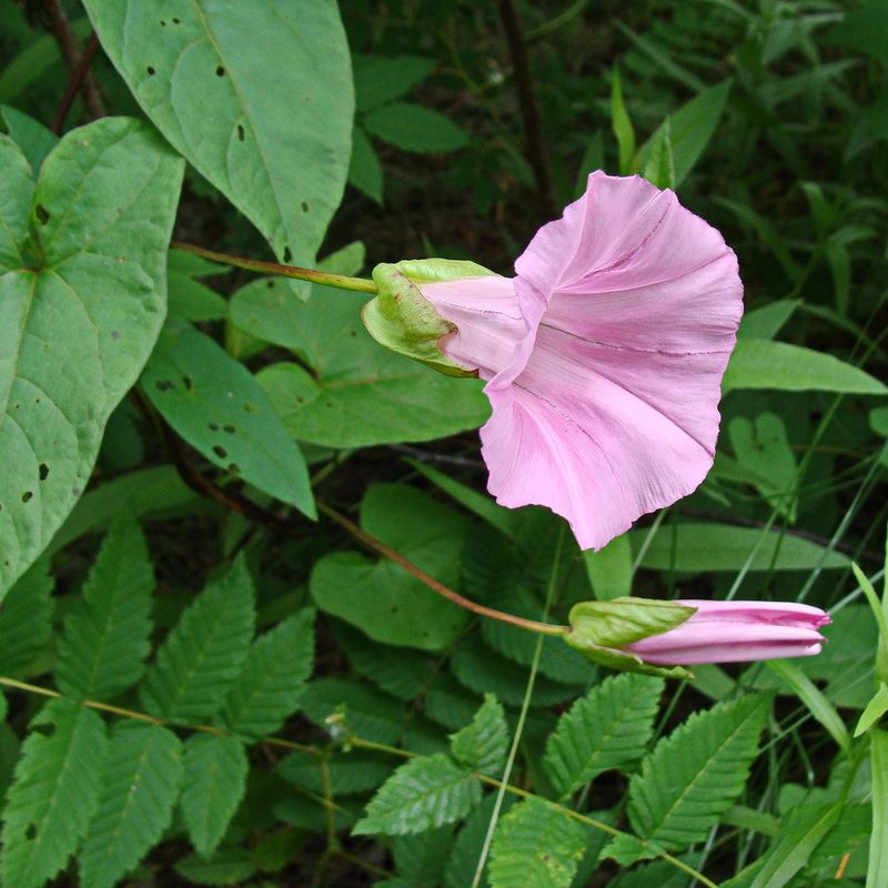 Image of Calystegia inflata specimen.