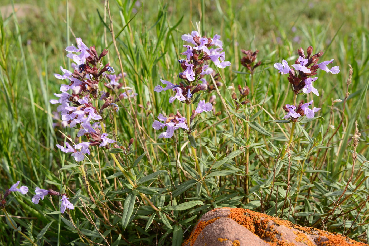 Изображение особи Dracocephalum integrifolium.