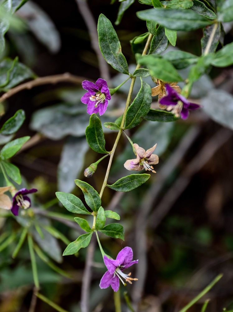 Изображение особи Lycium barbarum.