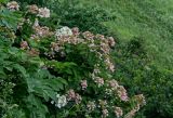 Hydrangea paniculata. Верхушки ветвей с соцветиями (слева видны побеги Aralia cordata). Курильские о-ва, о-в Итуруп, дол. р. Водопадная, луговой склон. 17.08.2023.