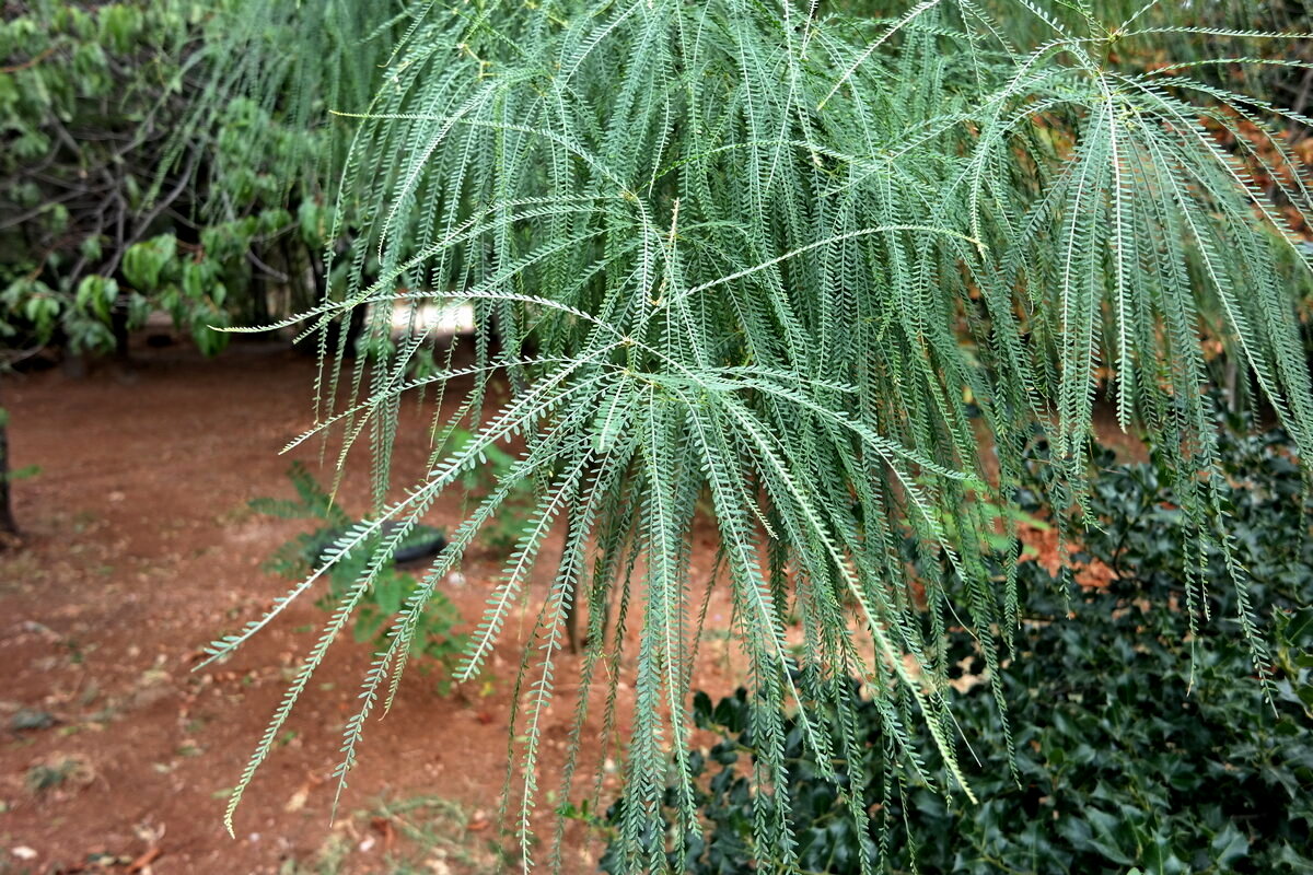 Изображение особи Parkinsonia aculeata.