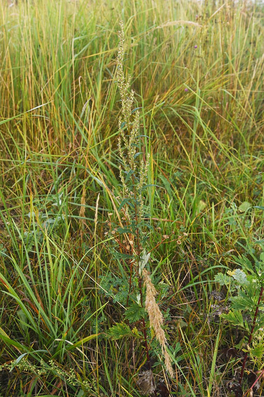 Изображение особи Artemisia vulgaris.