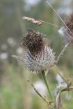 Cirsium polonicum