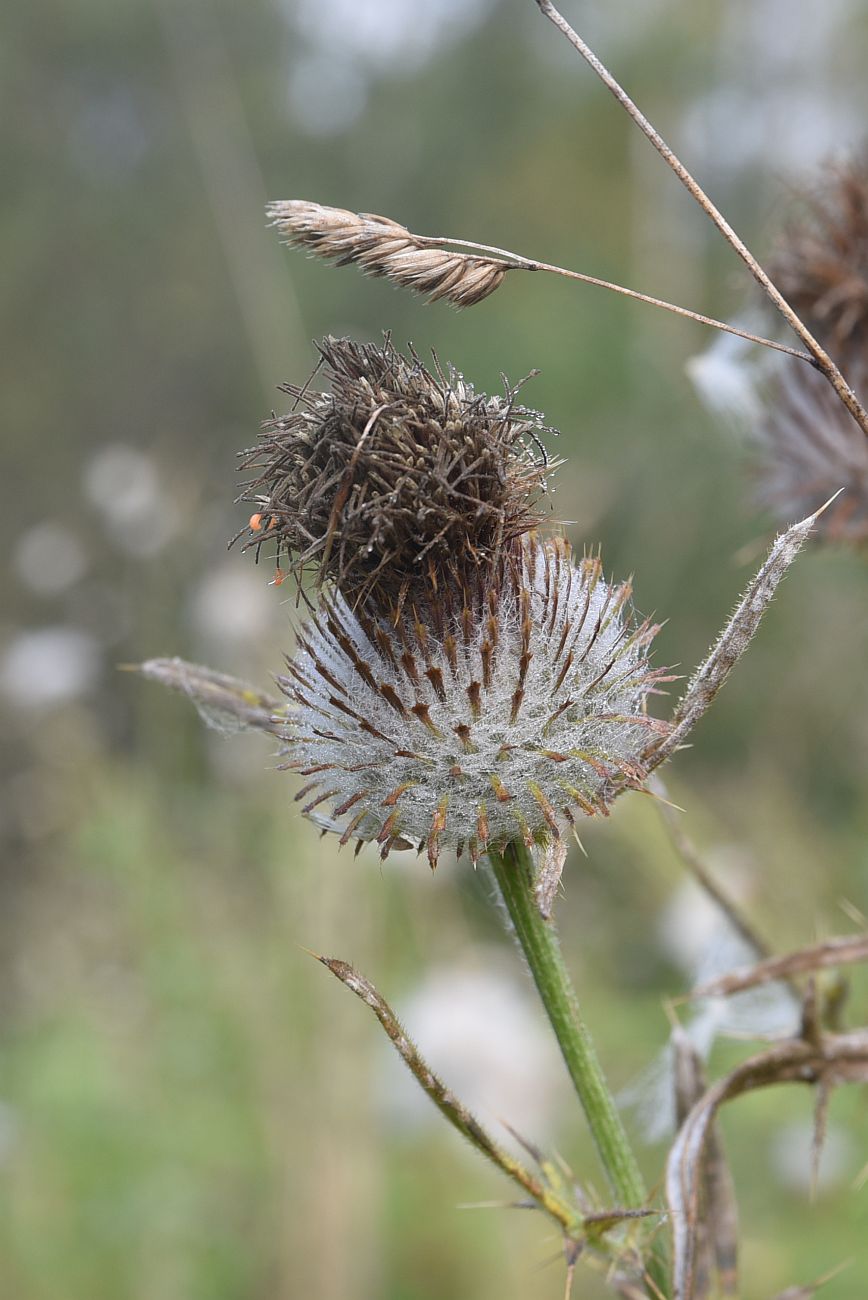 Image of Cirsium polonicum specimen.