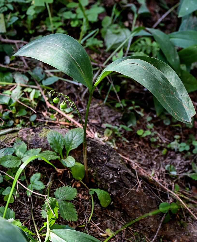 Изображение особи Convallaria majalis.