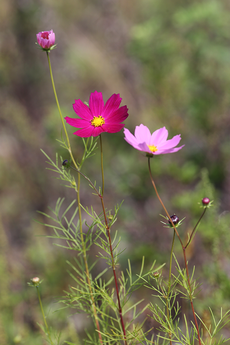 Image of Cosmos bipinnatus specimen.