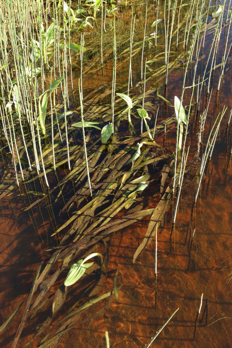 Image of Sagittaria sagittifolia specimen.