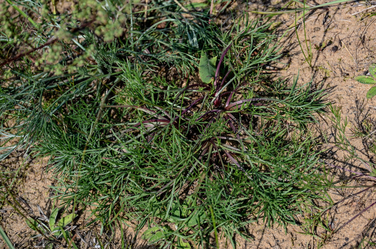 Image of Artemisia campestris specimen.