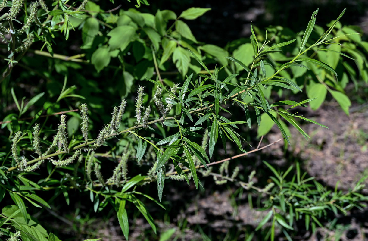 Image of genus Salix specimen.