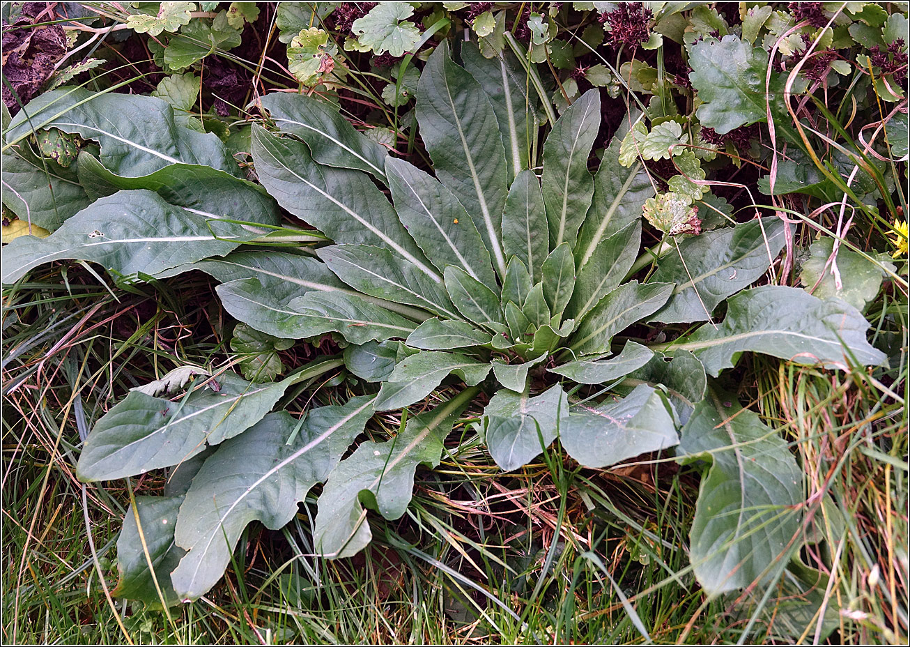 Image of Oenothera rubricaulis specimen.