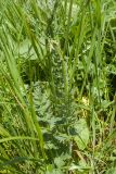 Pimpinella rhodantha