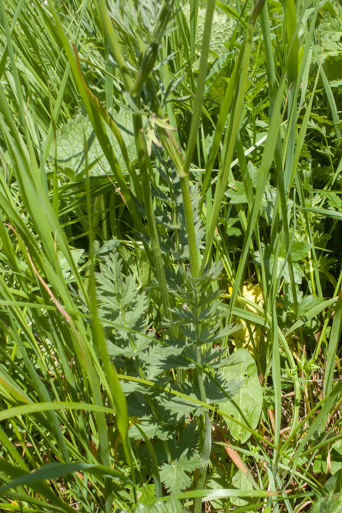 Изображение особи Pimpinella rhodantha.