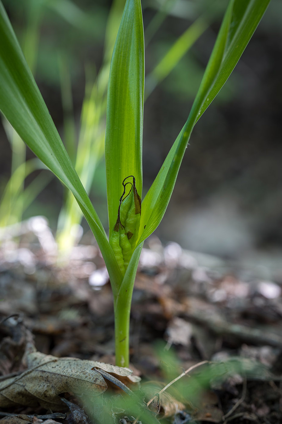 Image of Colchicum umbrosum specimen.