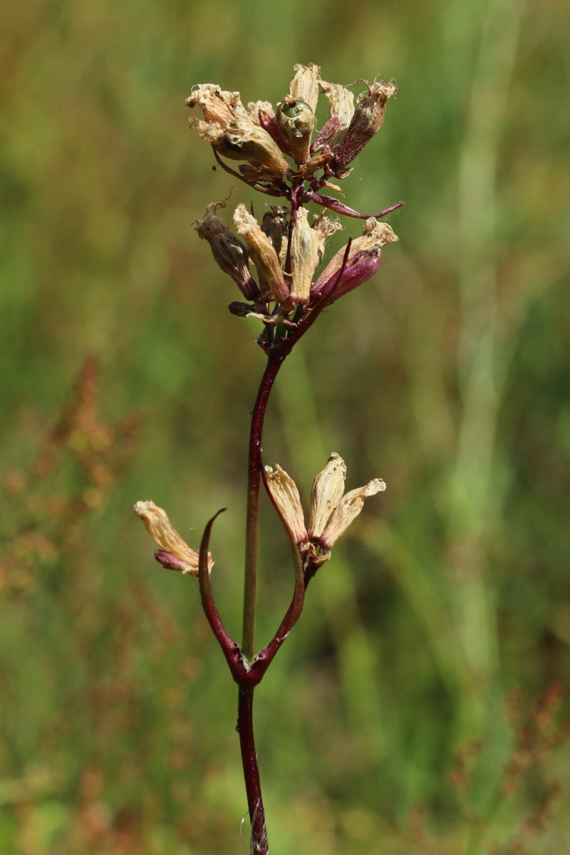 Изображение особи Viscaria vulgaris.