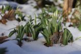 Galanthus plicatus. Зацветающие растения. Крым, Севастополь, окр. Балаклавы, смешанный лиственный лес. 09.02.2025.