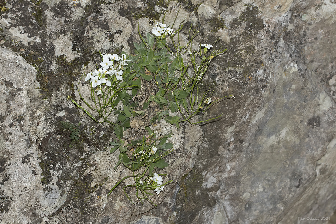 Изображение особи Arabis caucasica.