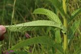 Senecio paludosus