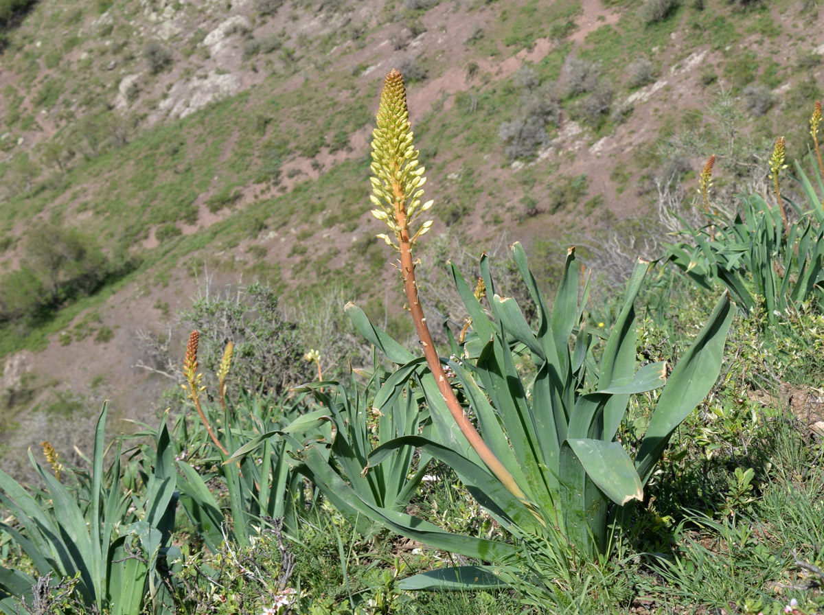 Изображение особи Eremurus lactiflorus.