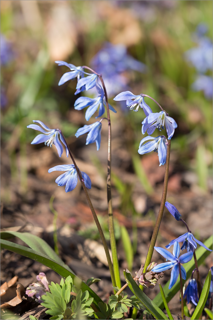 Image of Scilla siberica specimen.