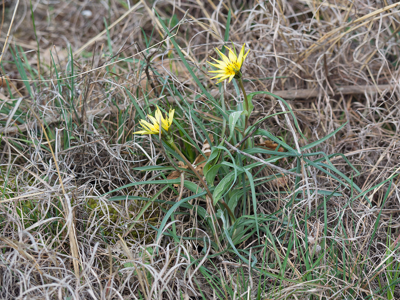 Image of Tragopogon brevirostris specimen.