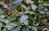 View full-size image Lauro-cerasus officinalis