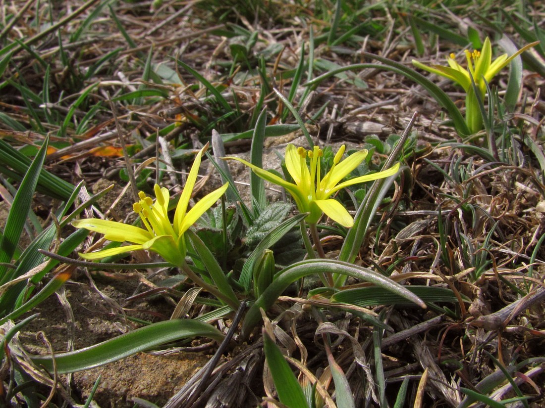 Image of Gagea artemczukii specimen.