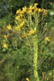 View full-size image Hieracium umbellatum