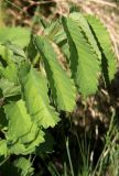 Смотреть изображение Sanguisorba officinalis
