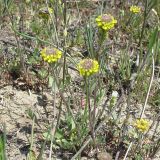 Alyssum turkestanicum разновидность desertorum. Цветущие растения. Ростовская обл., Октябрьский р-н, окр. станицы Заплавская. 23.04.2011.