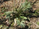 View full-size image Valeriana officinalis