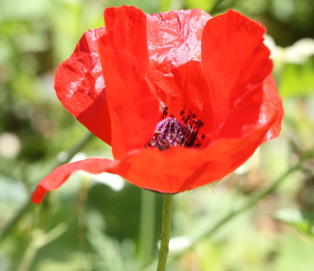 Image of Papaver umbonatum specimen.