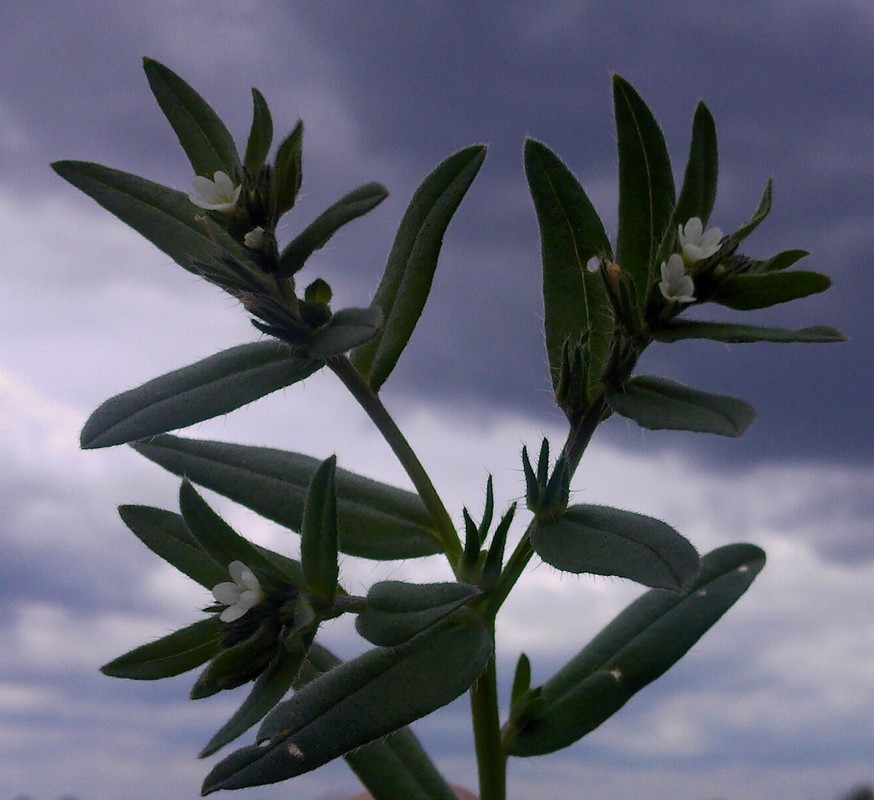 Image of Buglossoides arvensis specimen.