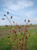 Смотреть изображение Hymenolobus procumbens