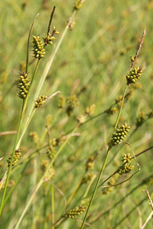 Image of Carex hostiana specimen.