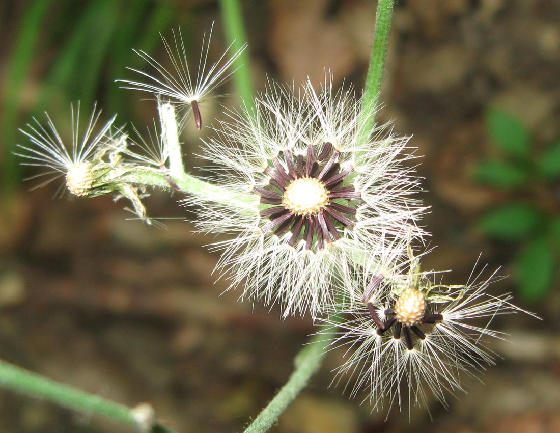 Image of Hieracium gentile specimen.