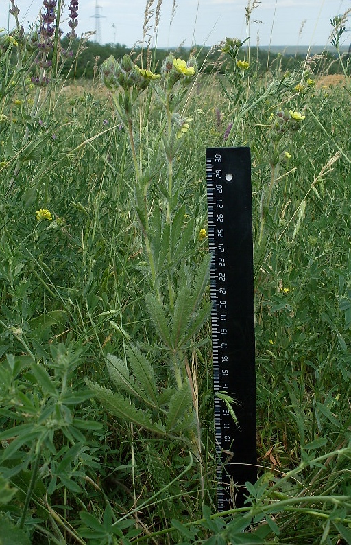 Image of Potentilla obscura specimen.