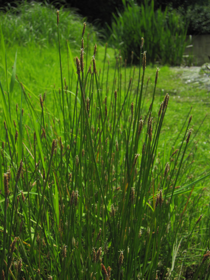 Image of genus Eleocharis specimen.