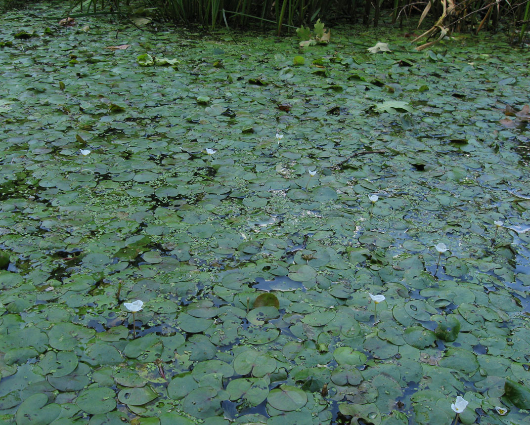 Image of Hydrocharis morsus-ranae specimen.