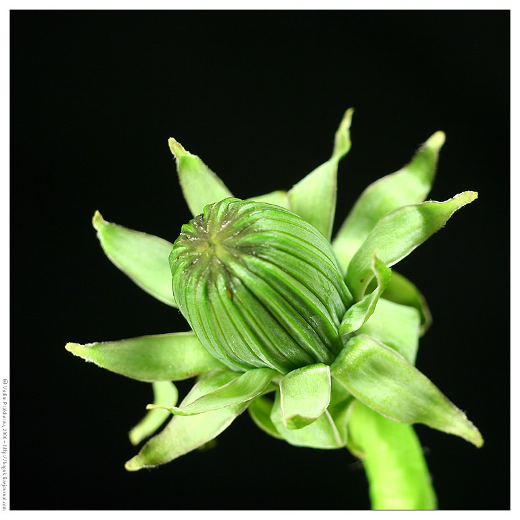 Image of genus Taraxacum specimen.