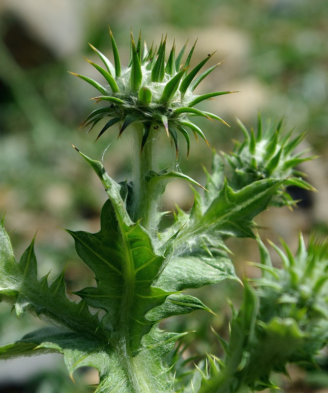 Изображение особи Cousinia microcarpa.