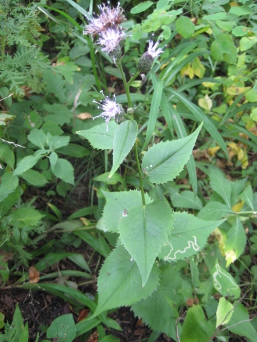 Image of Saussurea grandifolia specimen.