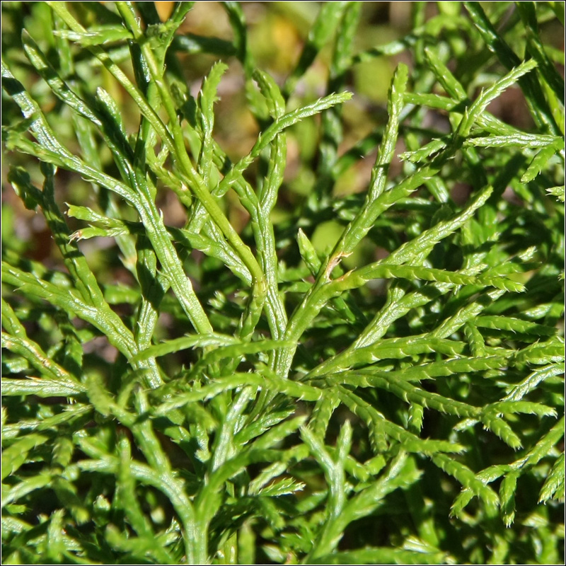 Image of Diphasiastrum complanatum specimen.