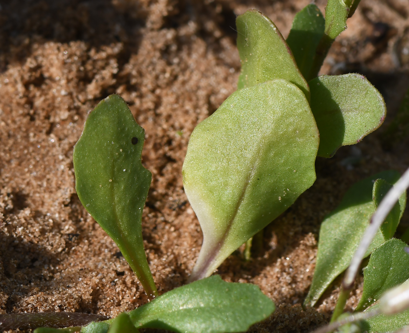 Image of Malcolmia pulchella specimen.