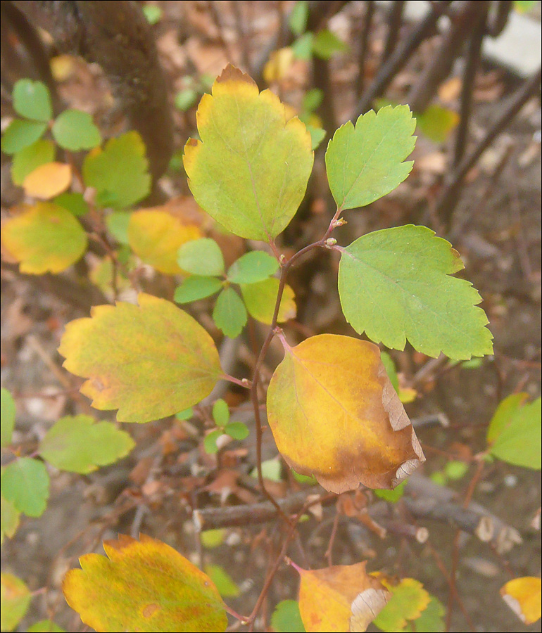 Image of Spiraea chamaedryfolia specimen.