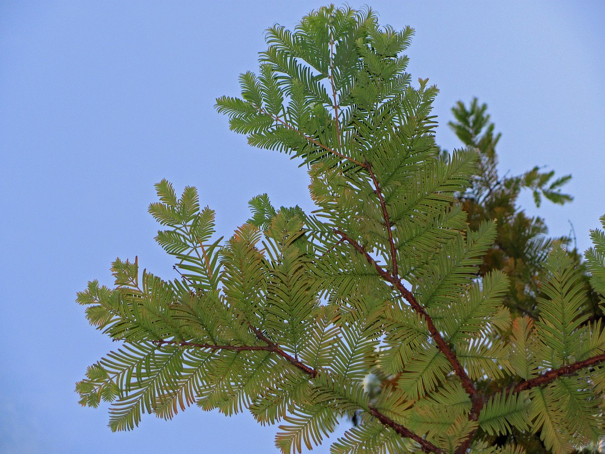 Image of Metasequoia glyptostroboides specimen.