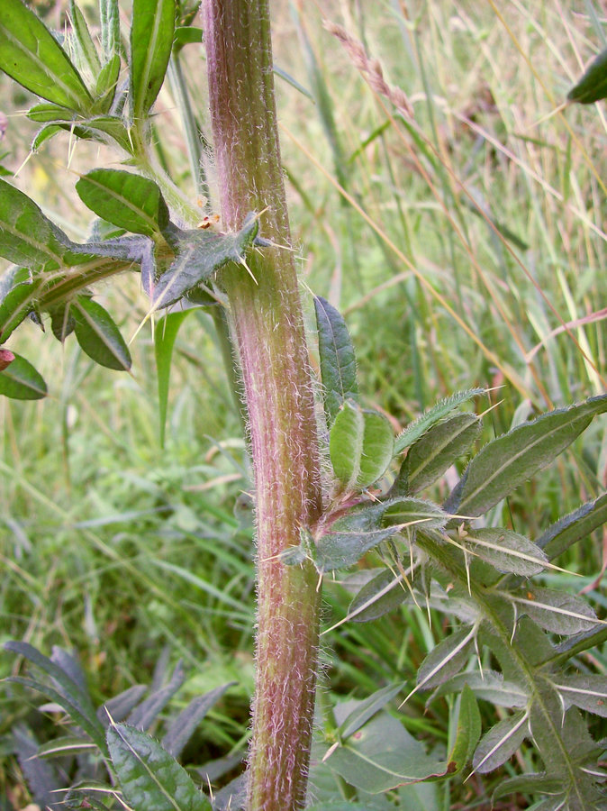 Изображение особи Cirsium polonicum.