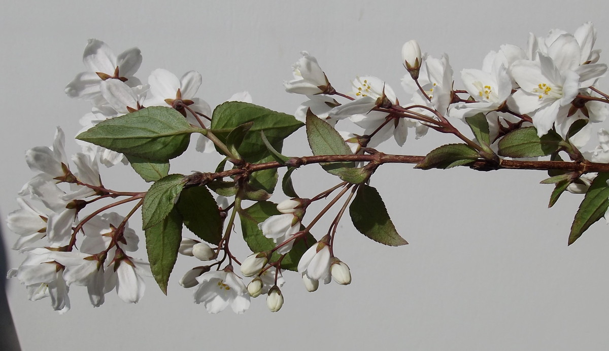 Image of Deutzia scabra specimen.