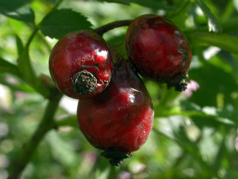 Image of Rosa canina specimen.