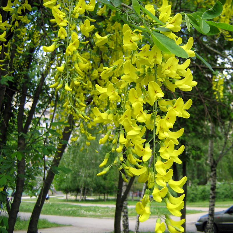 Image of Laburnum anagyroides specimen.