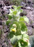 Eremostachys macrophylla